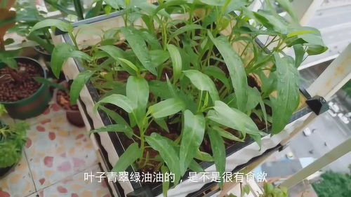 空心菜成熟,有机蔬菜放心吃,安全