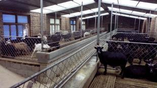 重庆养羊场 养羊政府有没有补贴 补贴多少_农副产品