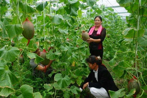 为带领村民脱贫,贫困村女能人 亏本 竞选村主任